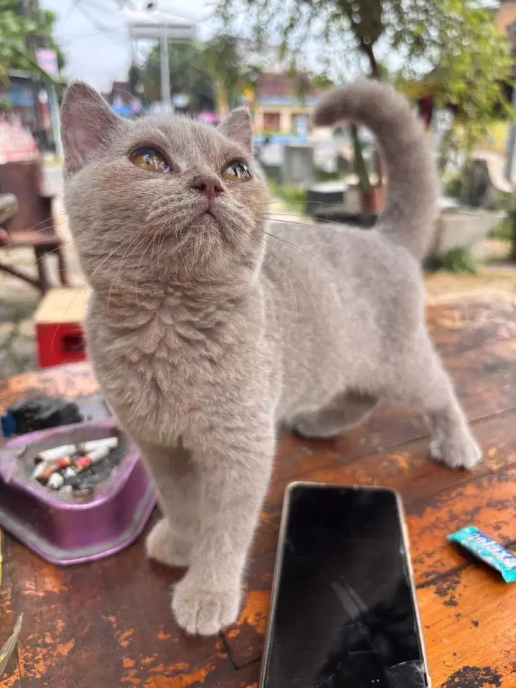 Kitten british shorthair lilac jantan