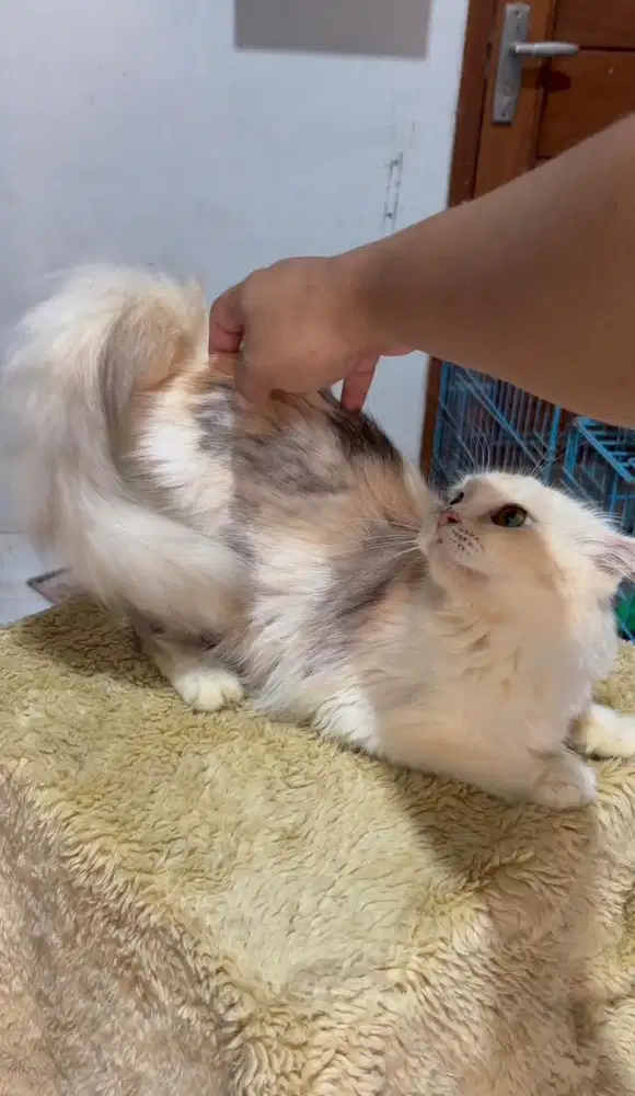 Kucing persia betina birahi