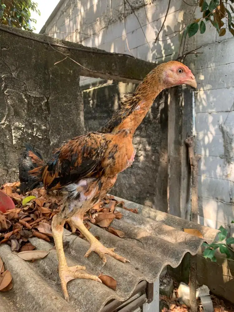 Anak Ayam Shamo x Mangon