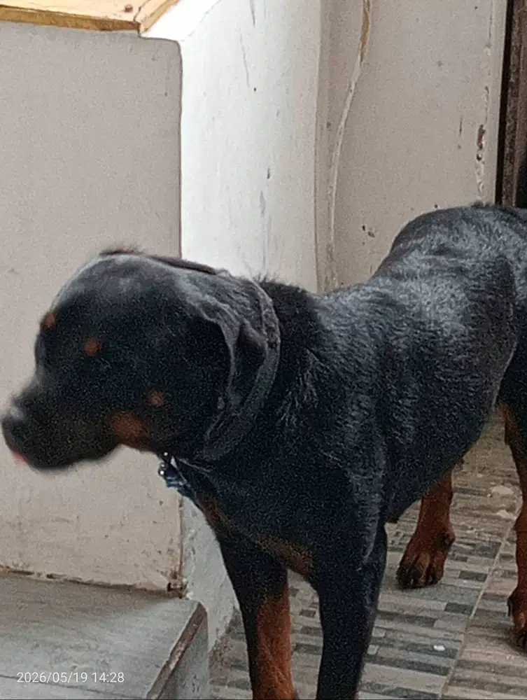 Rottweiler betina