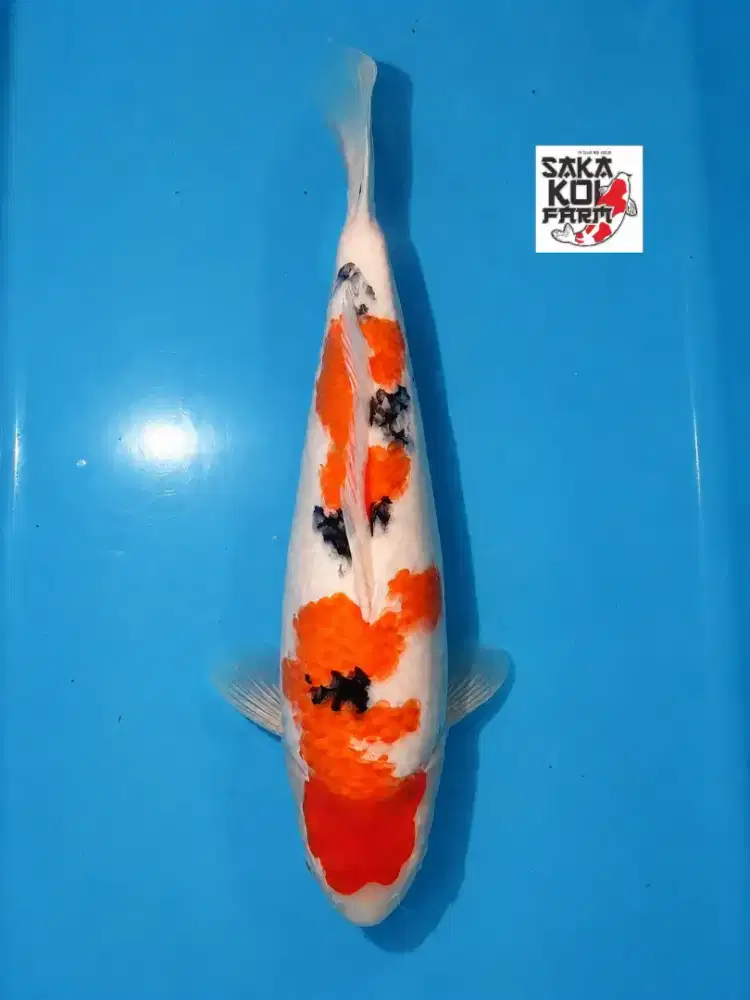 Koi Sanke Tsubosumi 42cm berpunuk body tebal breed Saka Koi HQ