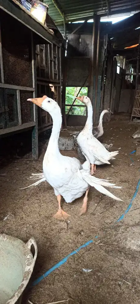 angsa bulu cadong