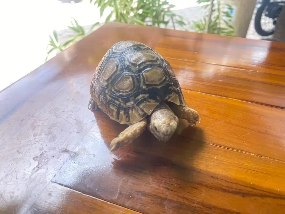 Kura kura pardalis