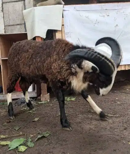 domba garut jantan 50kiloanUP siap hewan qurban terbaik 2026 jamin top