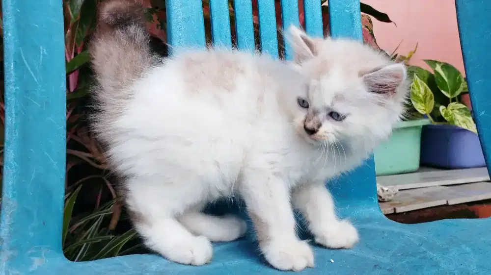 Kucing persia kitten