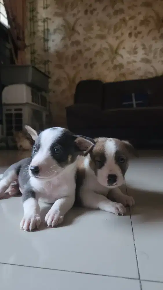 Jack Russel terriel usia 1.5 bulan