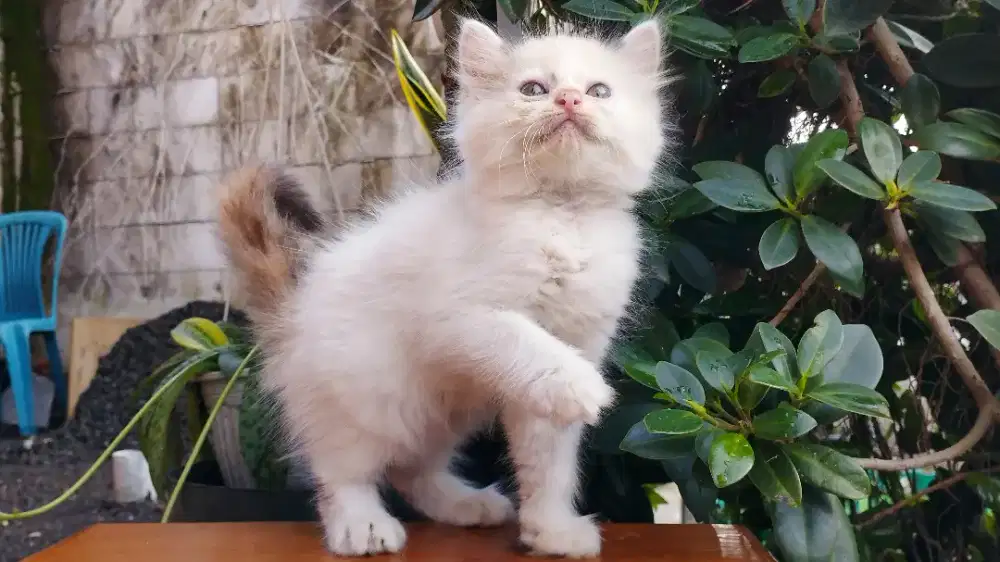 Kucing persia kitten