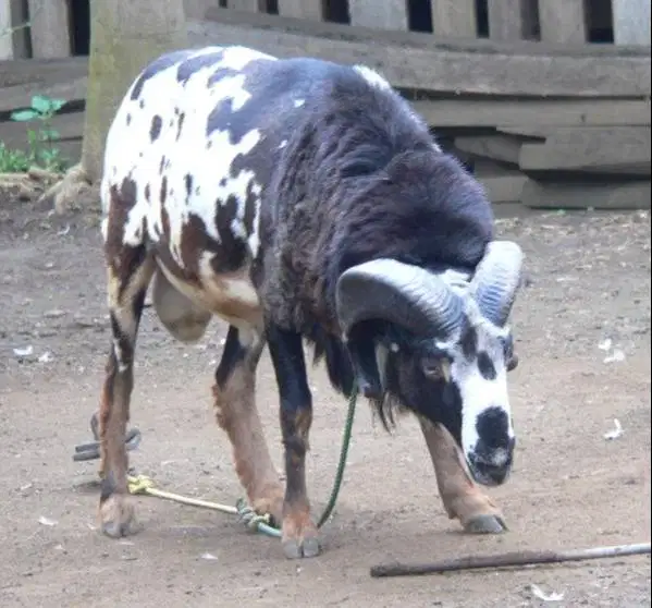domba garut jantan 50kiloan siap hewan qurban terbaik 2026 rawatan top
