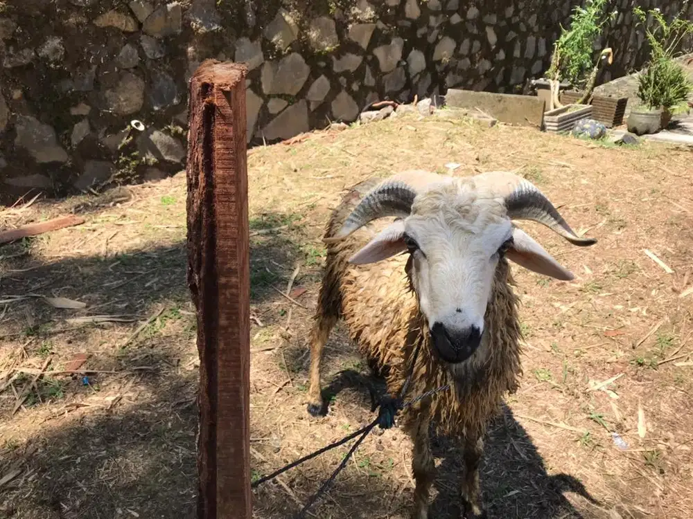 Jual Kambing domba etawa Lainnnya