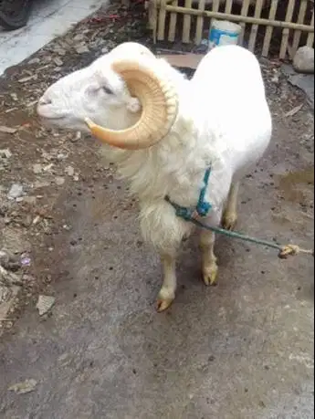 domba garut jantan 50kiloanUP siap hewan qurban terbaik 2026 jamin top