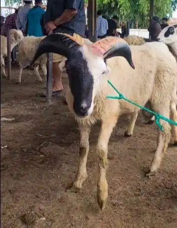 domba garut jantan 50kiloanUP siap hewan qurban terbaik 2026 jamin top