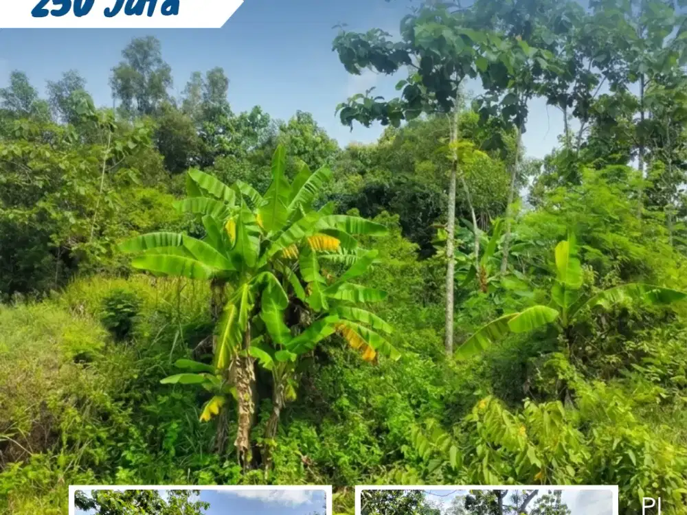Dijual Kebun Klengkeng di Kaliwuluh Kebakkramat