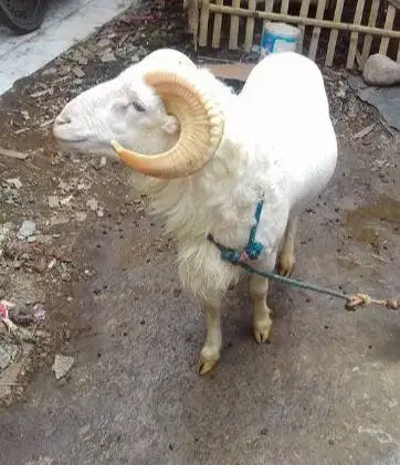 domba garut jantan 50kiloanUP siap hewan qurban terbaik 2026 jamin top