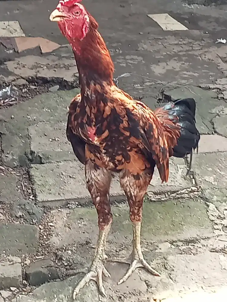 Ayam bangkok mangon
