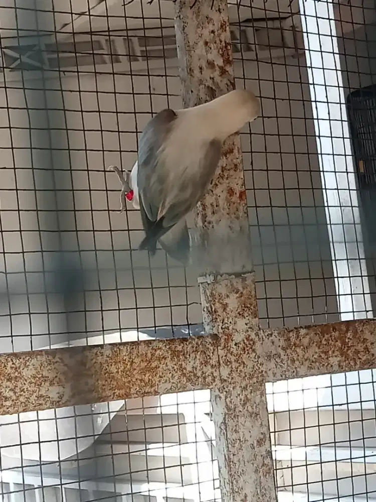 Love bird biola euwing blue