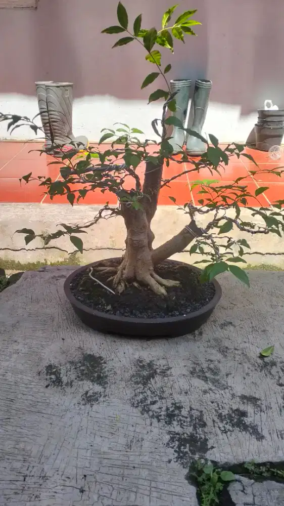 Tanaman bonsai anting putri