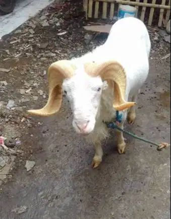 domba garut jantan 50kiloanUP siap hewan qurban terbaik 2026 jamin top