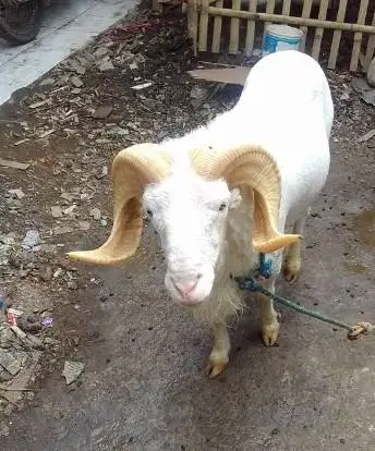domba garut jantan 50kiloan siap hewan qurban terbaik 2026 jamin puas