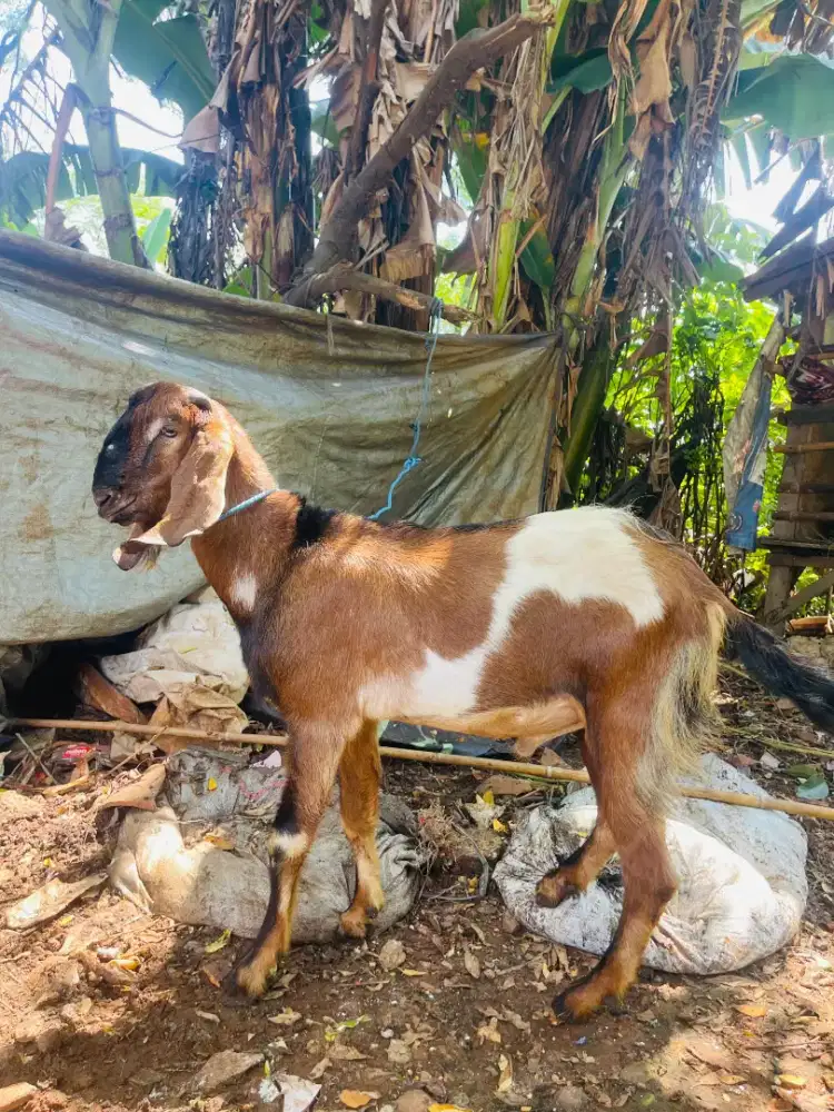 Dijual kambing qurban ada 3 ekor