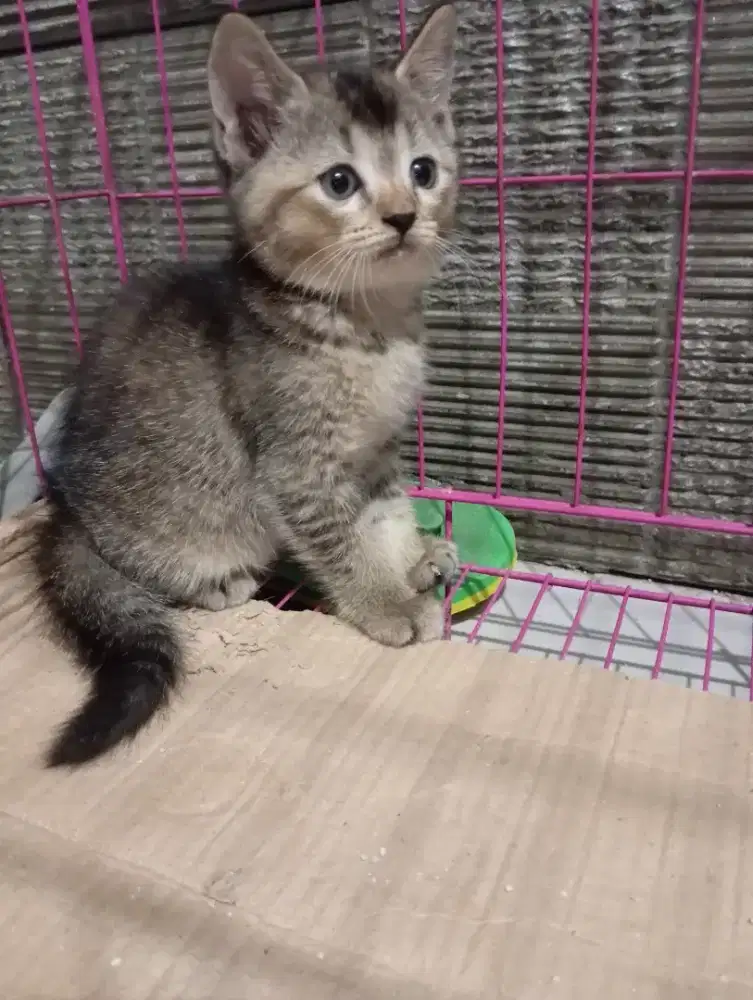 Kitten BSH black golden betina