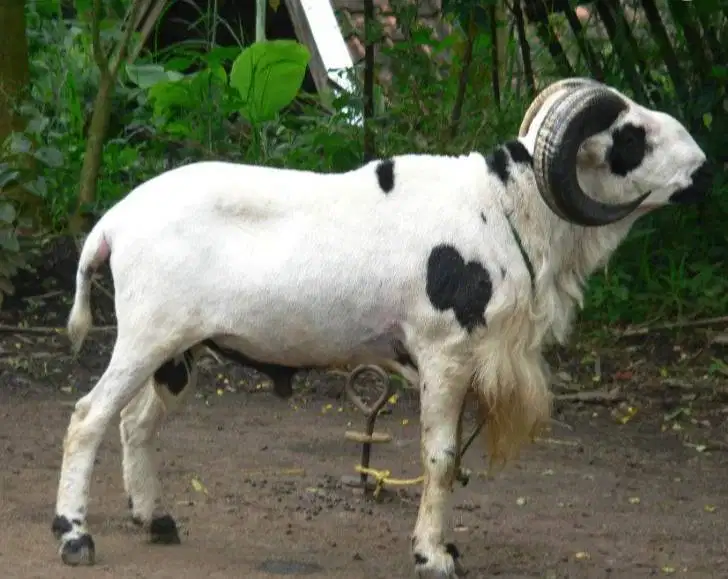 domba garut jantan 50kiloanUP siap hewan qurban 2026 rawatan manteb ok