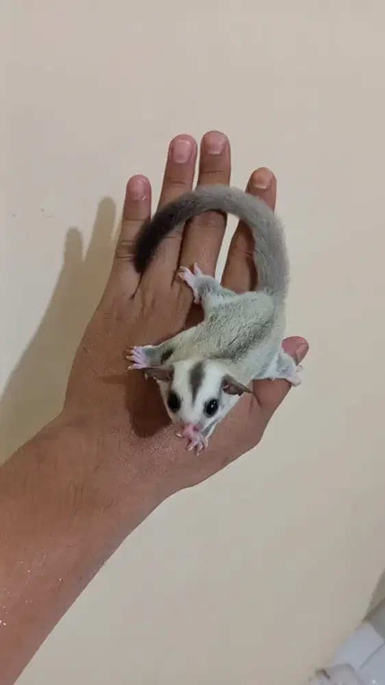 Sugar Glider Platinum Betina