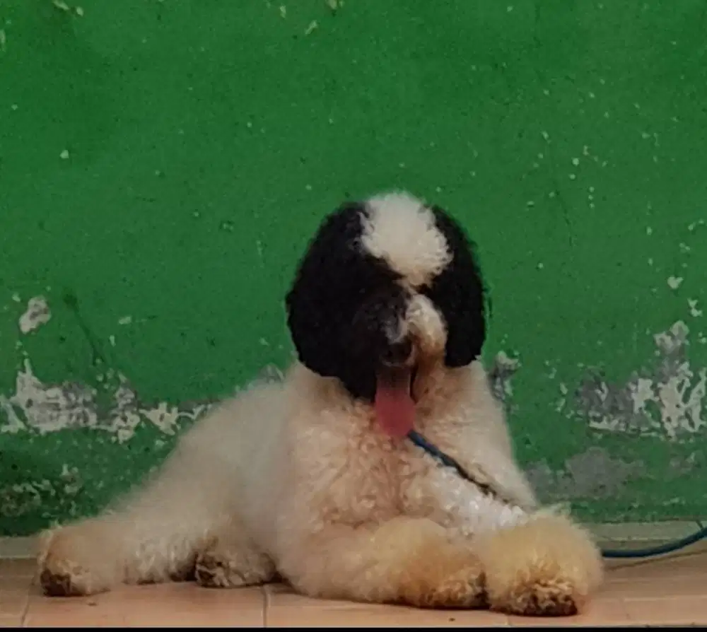 GIANT Poodle Jantan