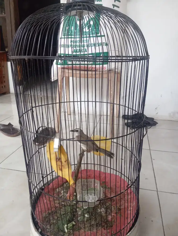 CRUCUK FULSET RAWATAN 1 TAHUN