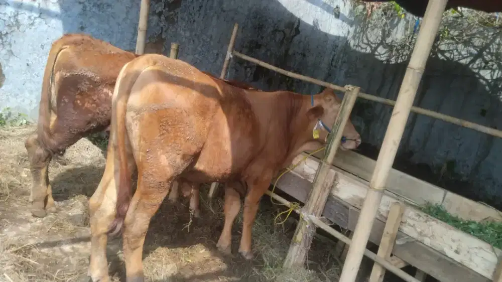 Sapi murah#hewan qurban sapi#sapi terdekat#sapi 2026