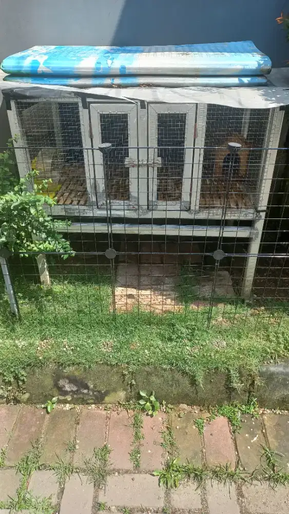 Kandang Kelinci