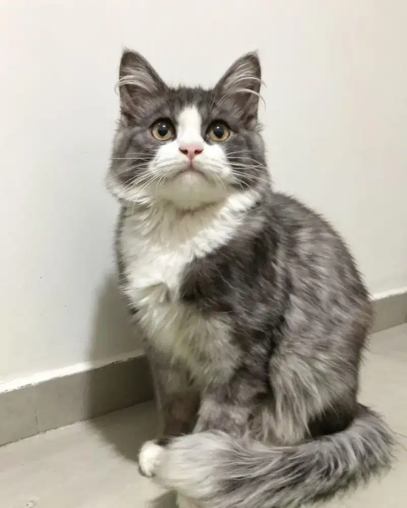 Kucing Persia jantan