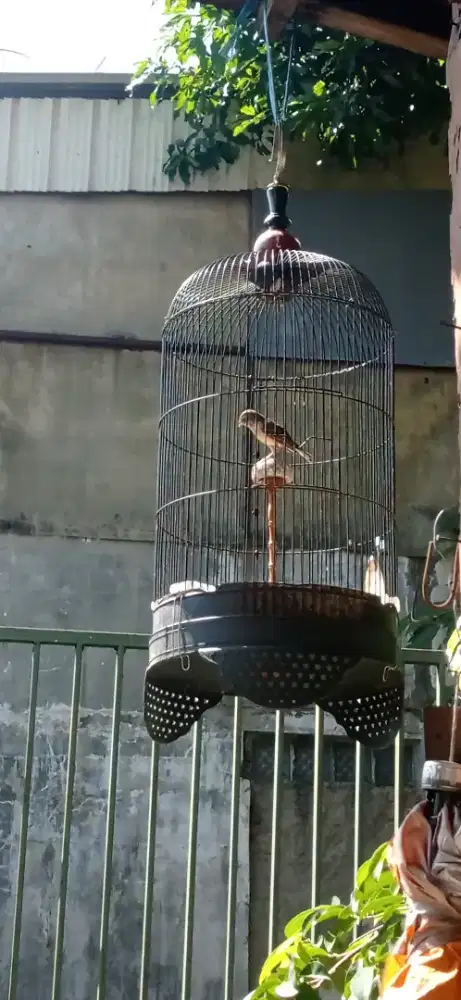 Burung branjangan Gacor