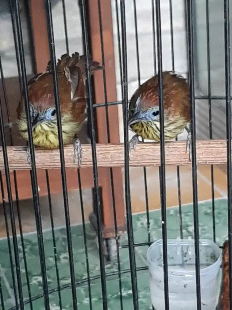 Sepasang tepus warna lurik