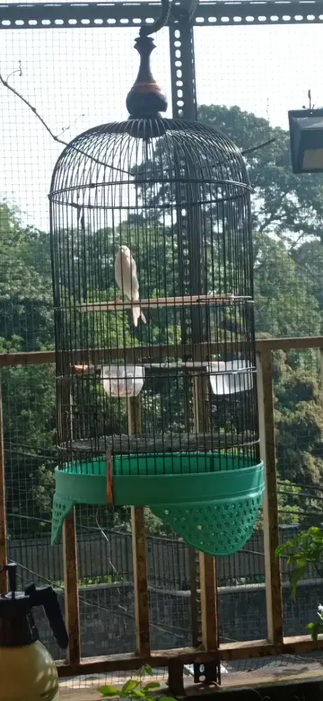 Burung kenari Gacor