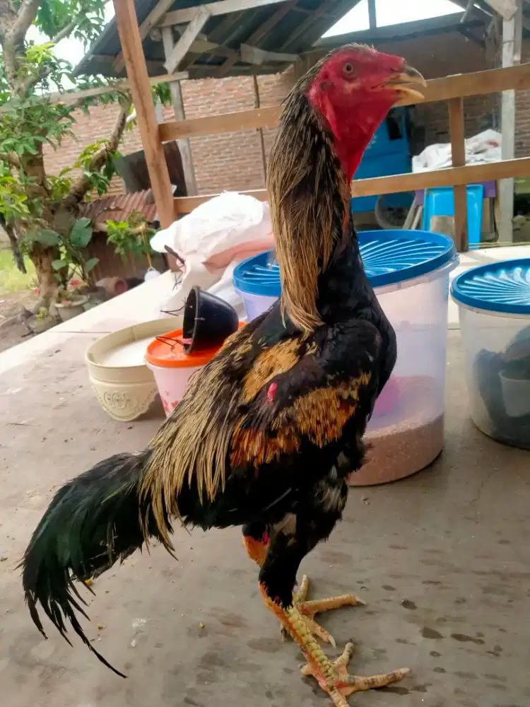 Ayam Siam Jalak