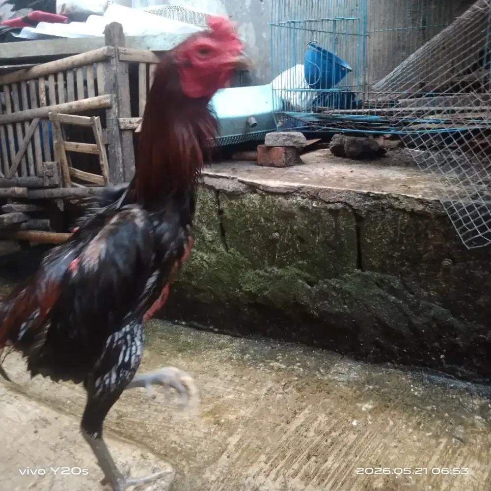 Ayam bangkok mangon