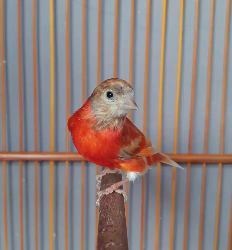 Red siskin dd double dilute