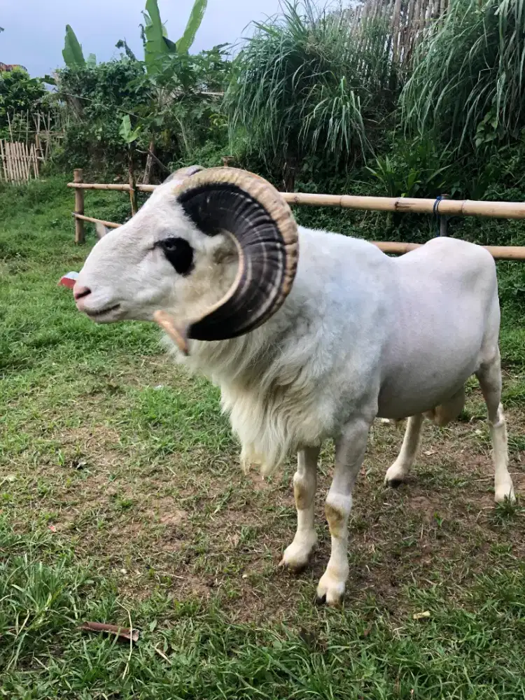 Jual Hewan Qurban