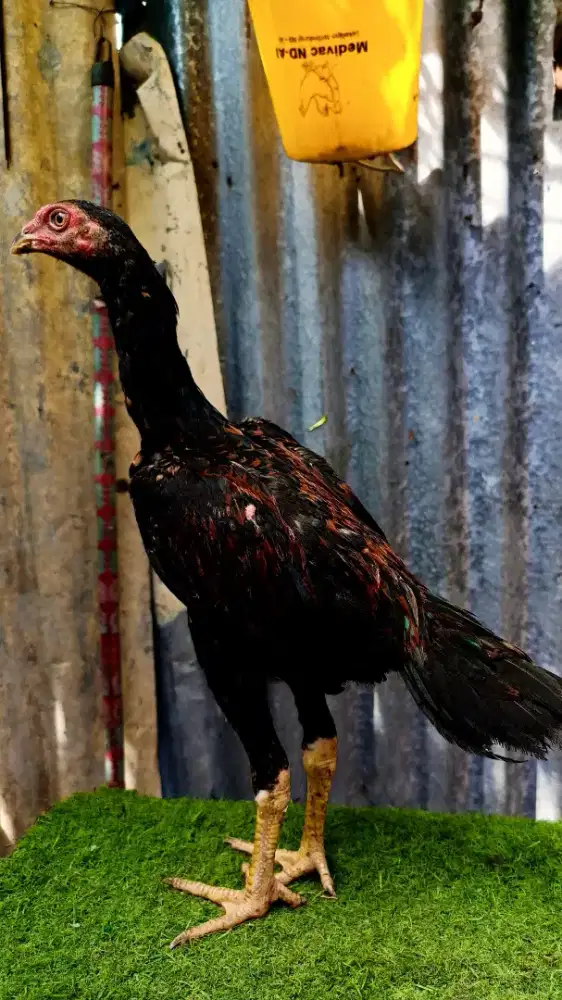 Anakan ayam Bangkok