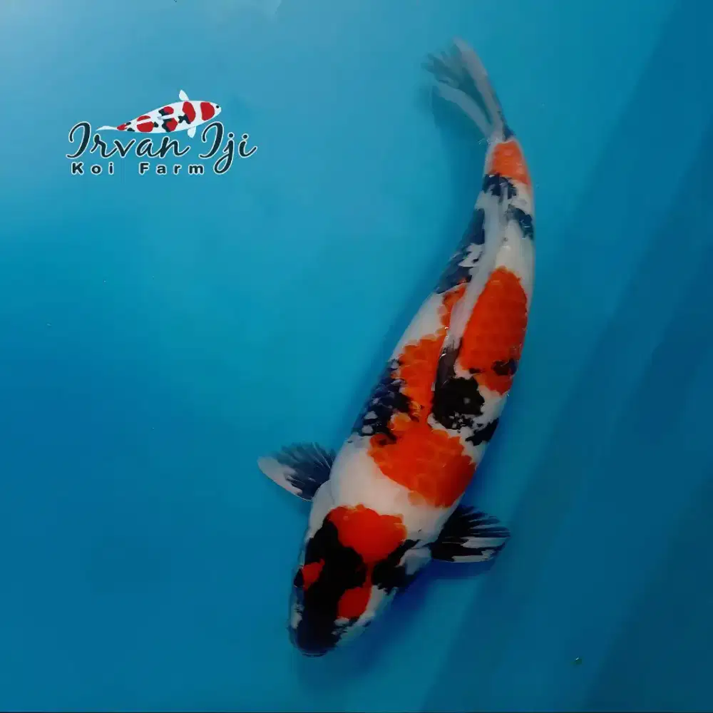Koi Showa F1 M57cm Jantan Body Tebal Good Patern breed Irvan iji HQ