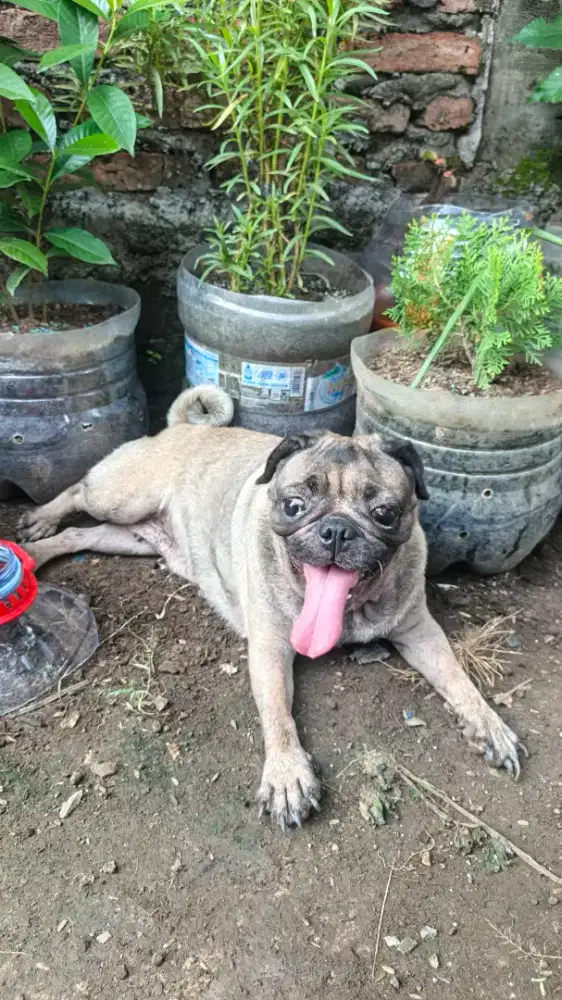 PUG ANJING RAS KECIL