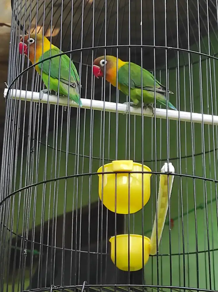 Pasangan Love bird