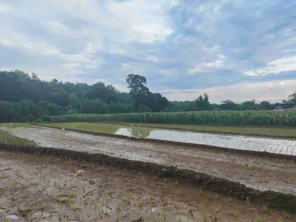 Dijual Tanah sawah SHM Dekat Bandara Dhoho