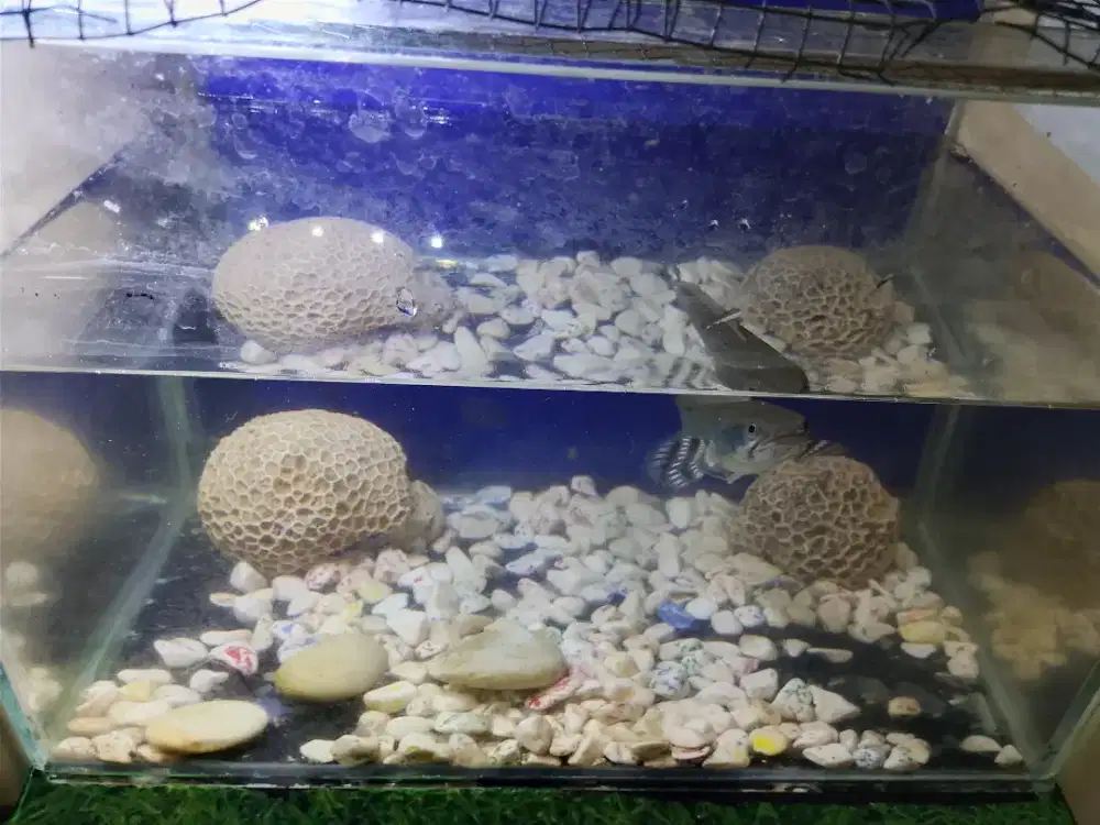Di Jual Chana Pulchara flaring hand