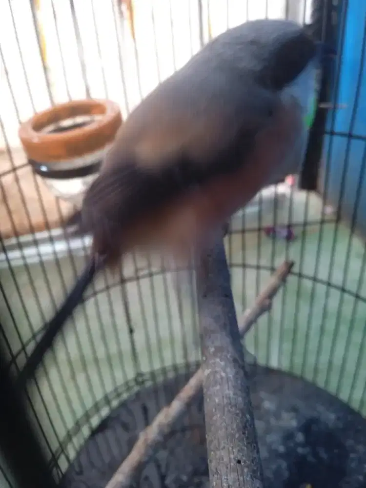 BURUNG PENTET PILIS FUUL SET