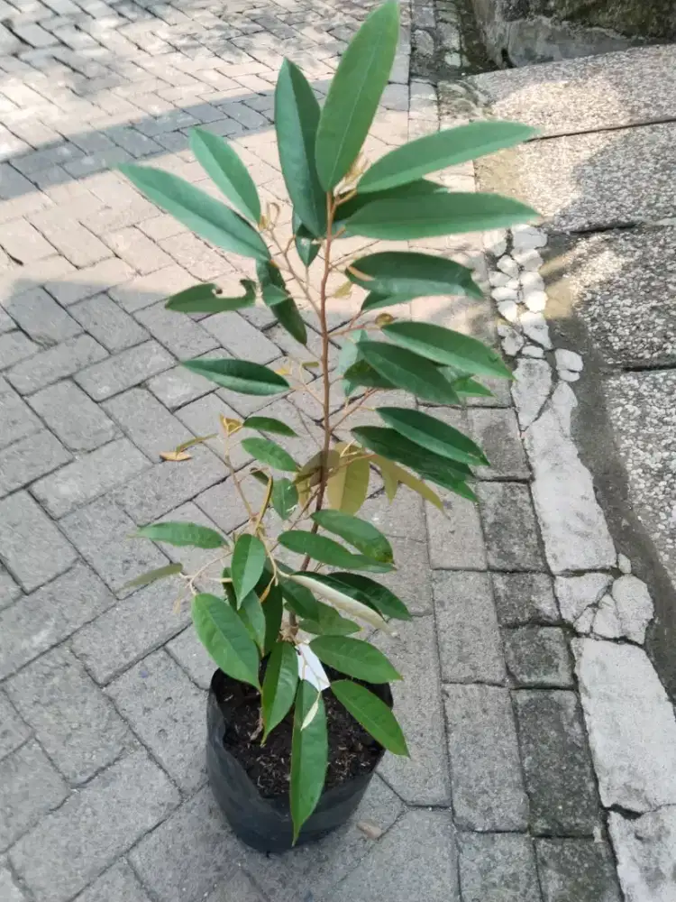 Tanaman Buah Durian Musang King