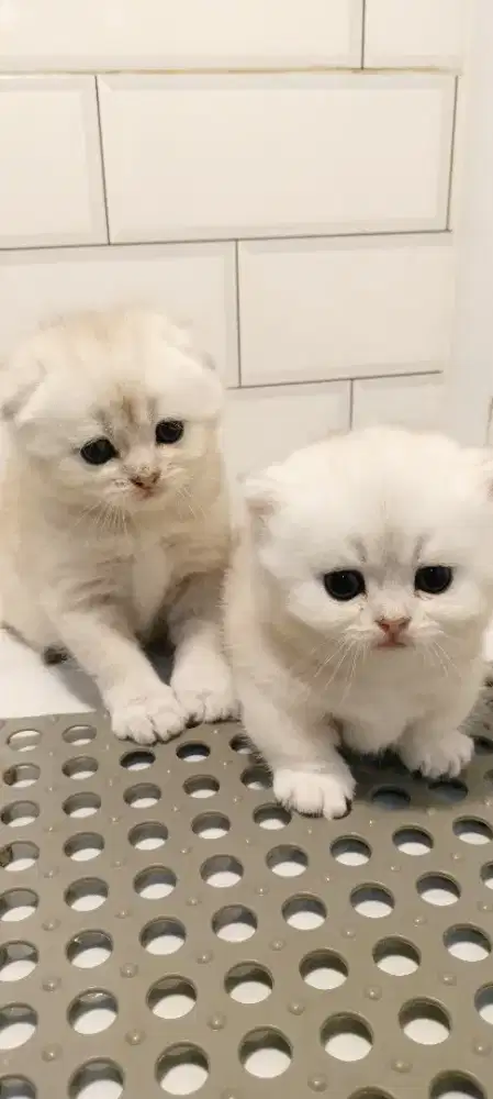 scottish fold silver kitten jantan
