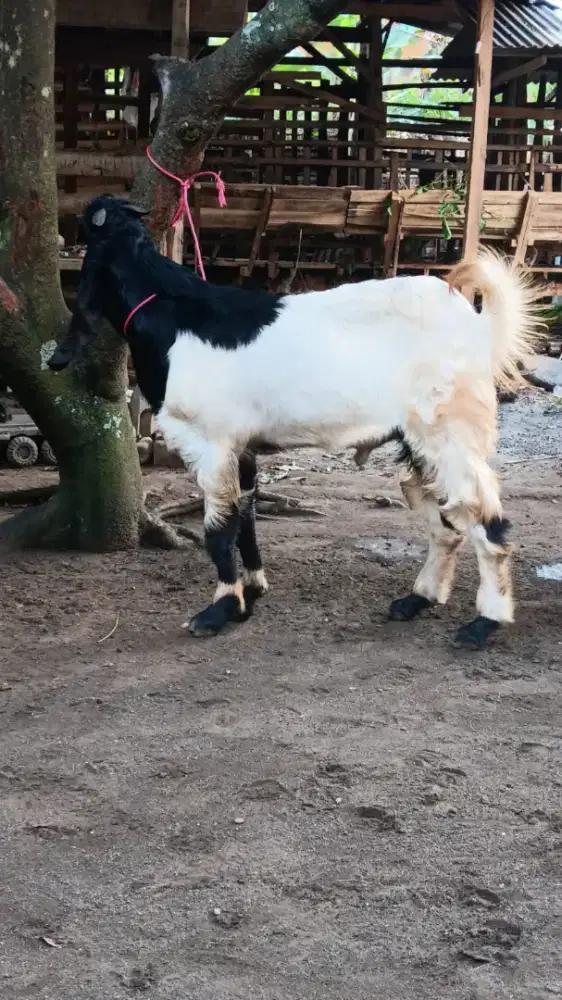 Kambing Qurban atau aqiqah