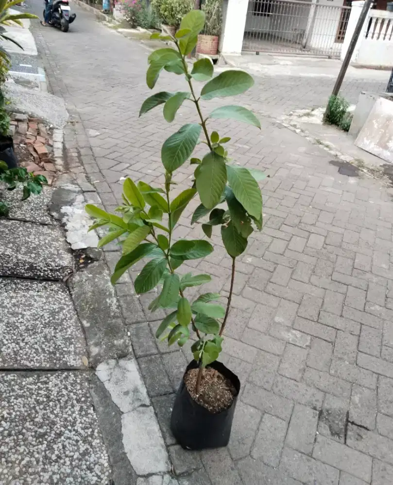 Tanaman Jambu Sukun Merah