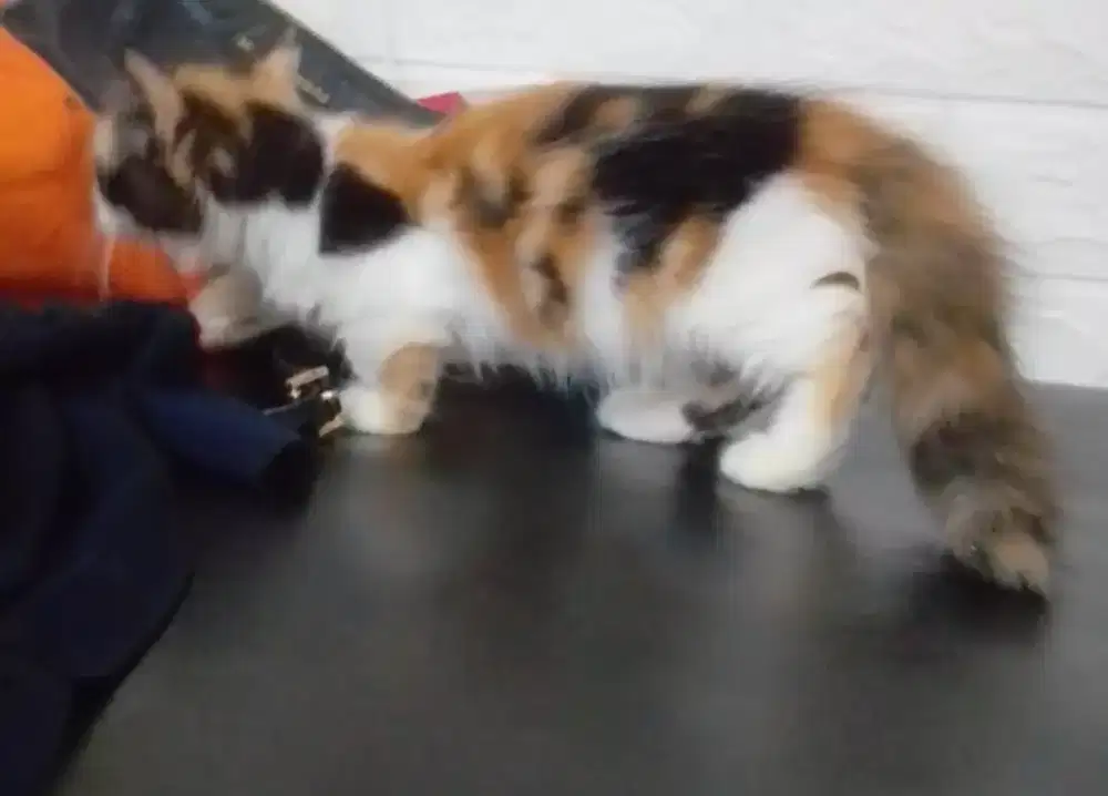 Kitten Munckin calico btn 3 bln
